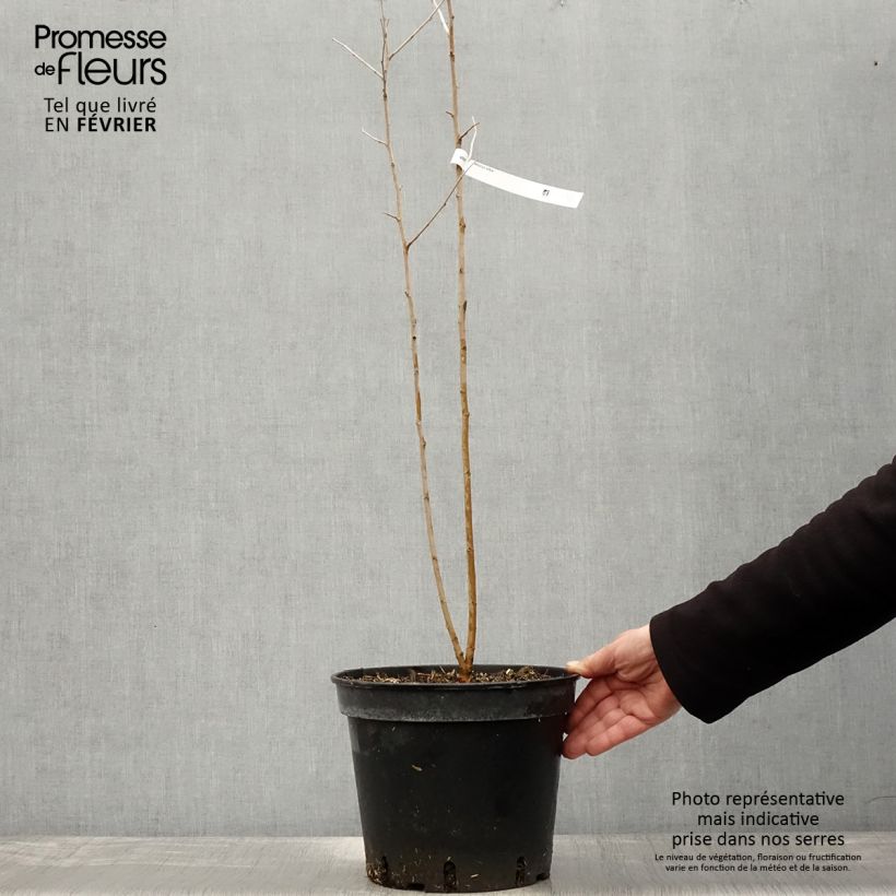 Exemplar von Morus alba - Weißer Maulbeerbaum Topf mit 7,5L/10L wie im Winter geliefert