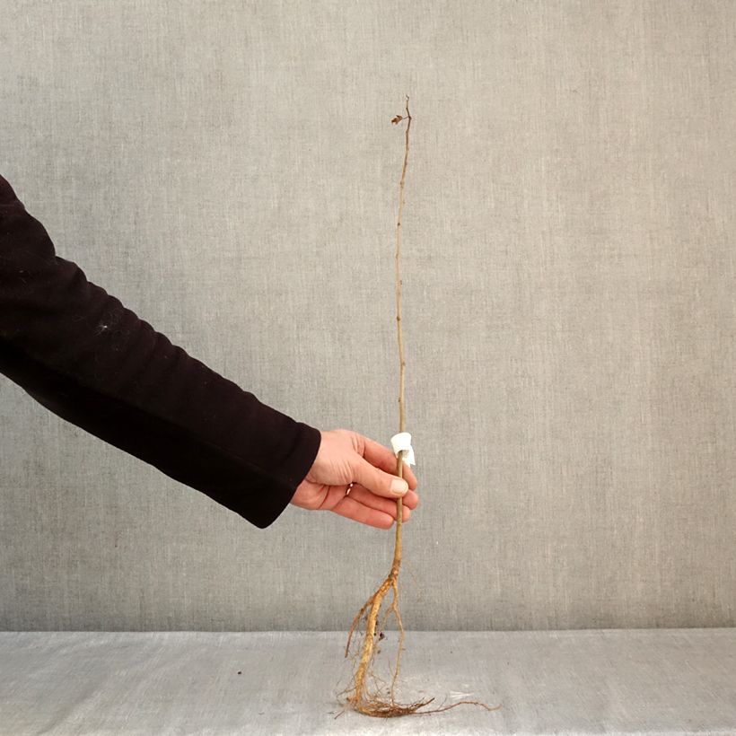 Exemplar von Morus alba - Weißer Maulbeerbaum Wurzelnackt wie im Winter geliefert