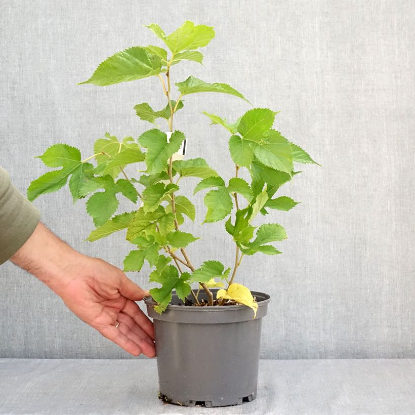 Exemplar von Weißer Maulbeerbaum Shin Tso - Morus alba Topf mit 3L/4L wie im Sommer geliefert