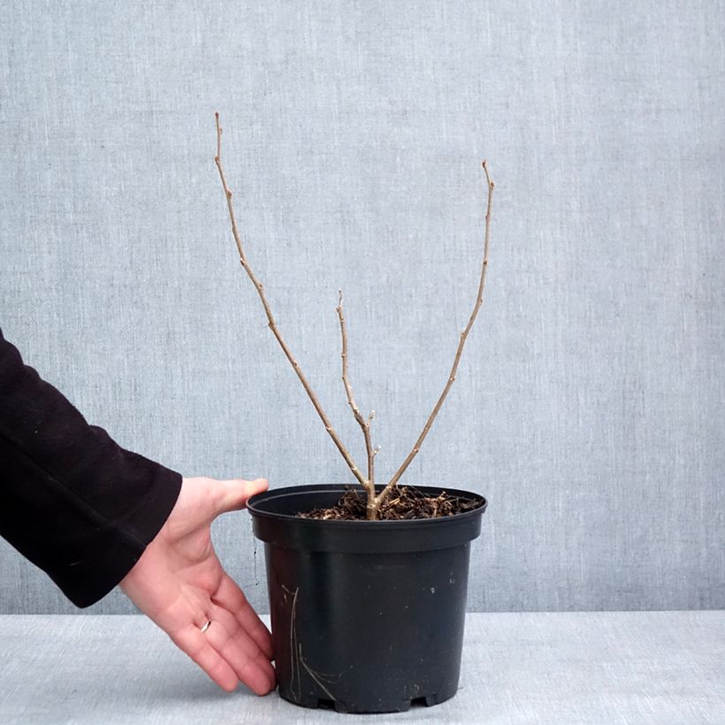 Exemplar von Weißer Maulbeerbaum Shin Tso - Morus alba Topf mit 3L/4L wie im Winter geliefert