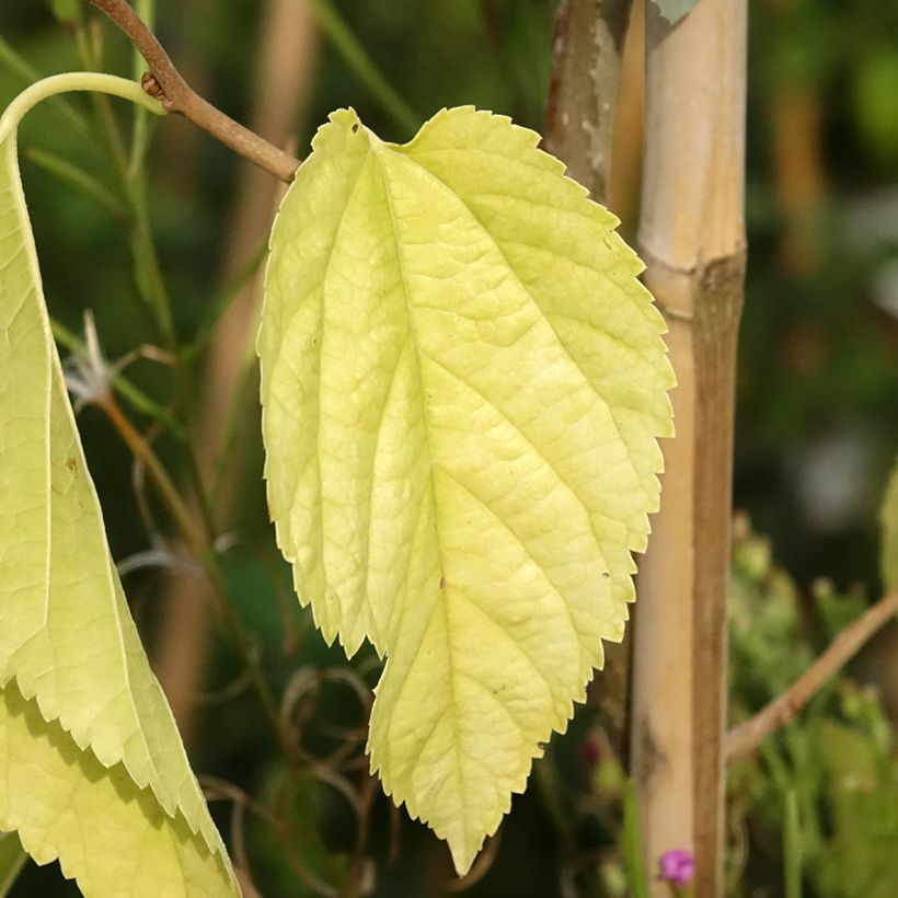 Morus latifolia Spirata - Maulbeerbaum (Laub)