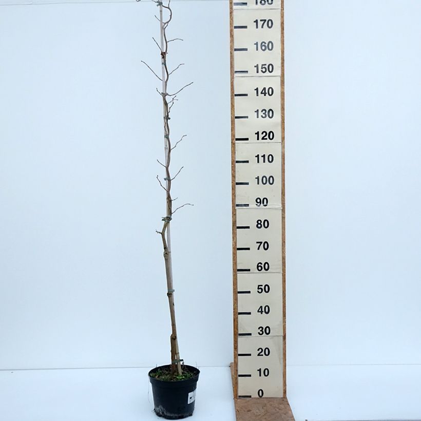 Exemplar von Morus latifolia Spirata - Maulbeerbaum Topf mit 7,5L/10L wie im Herbst geliefert