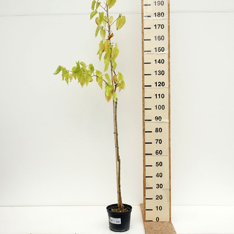 Exemplar von Morus latifolia Spirata - Maulbeerbaum Topf mit 4L/5L wie im Sommer geliefert