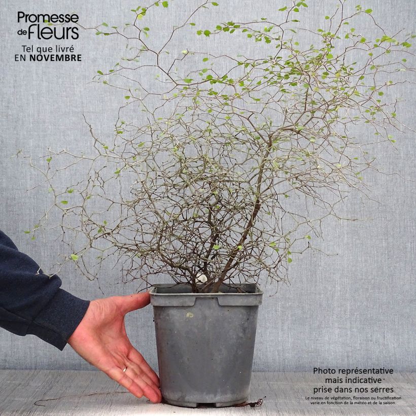 Exemplar von Muehlenbeckia astonii - Strauchiger Tororaro Topf mit 3L/4L wie im Herbst geliefert
