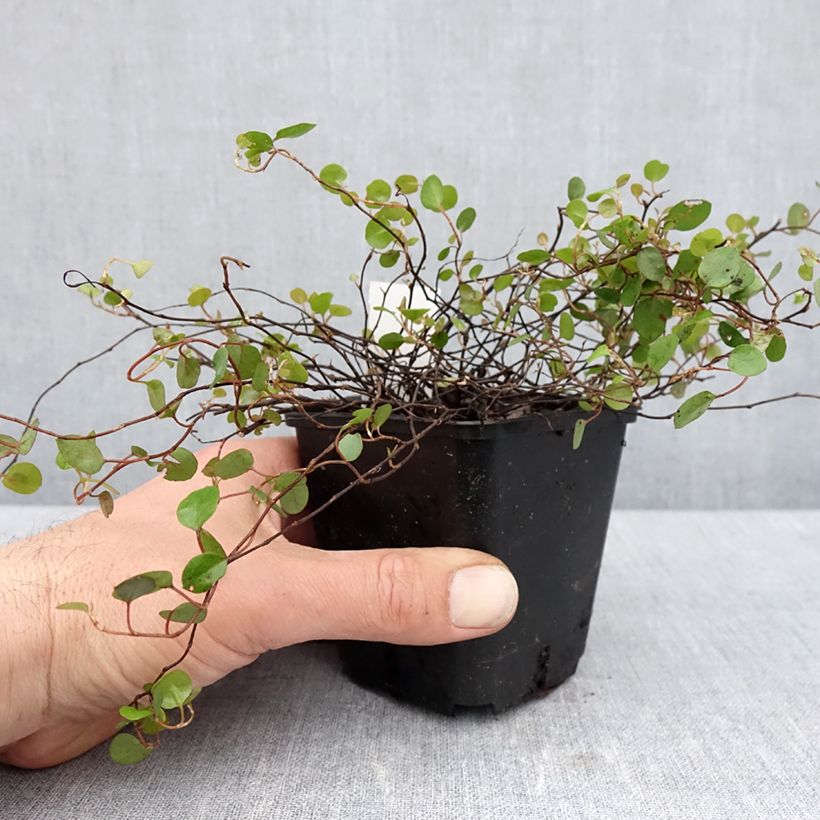 Exemplar von Muehlenbeckia complexa - Mühlenbeckie Kleine Töpfe von 8/9 cm wie im Frühjahr geliefert