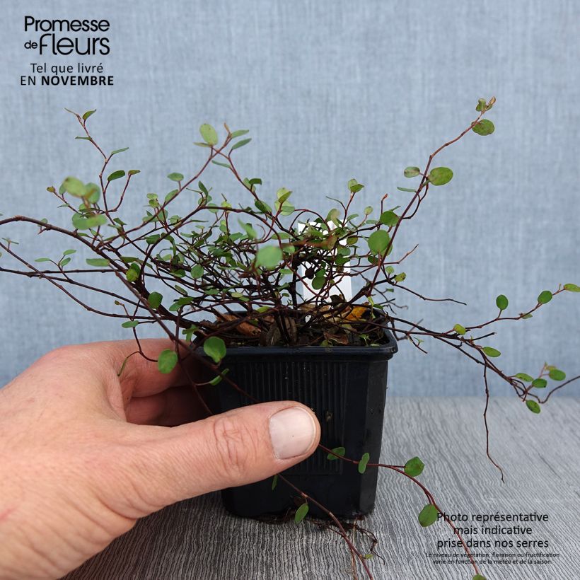 Exemplar von Muehlenbeckia complexa Sealand Compact - Mühlenbeckie Kleine Töpfe von 8/9 cm wie im Herbst geliefert