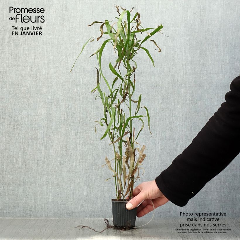 Exemplar von Muehlenbeckia platyclada - Bandbusch Kleine Töpfe von 8/9 cm wie im Winter geliefert