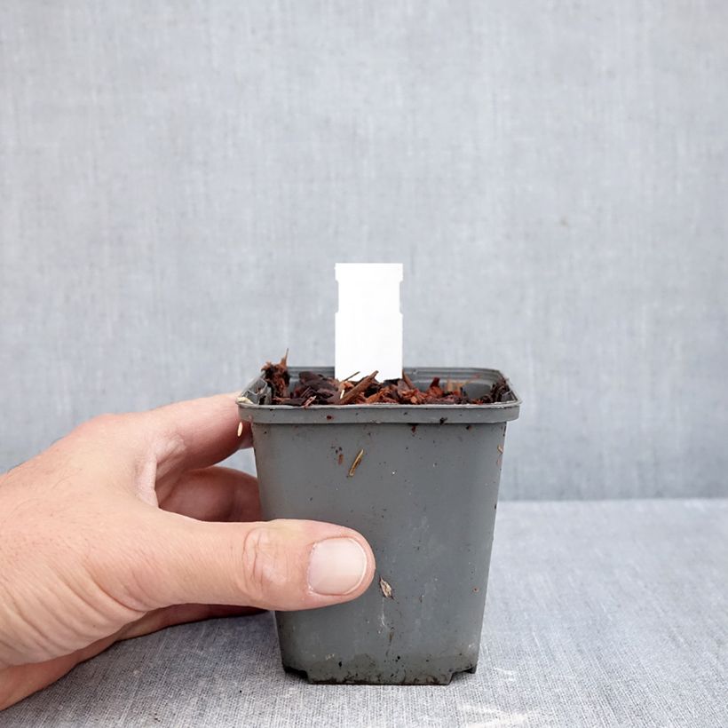 Exemplar von Convallaria majalis Géant de Fortin - Maiglöckchen Kleine Töpfe von 8/9 cm wie im Herbst geliefert