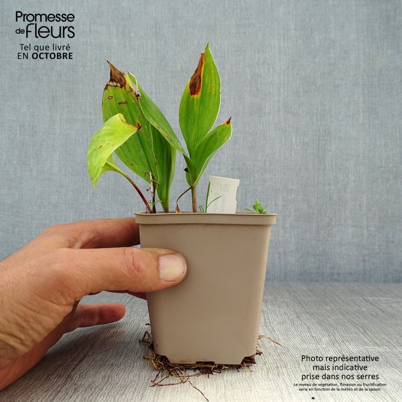 Exemplar von Convallaria majalis Hardwick Hall - Maiglöckchen Kleine Töpfe von 8/9 cm wie im Herbst geliefert