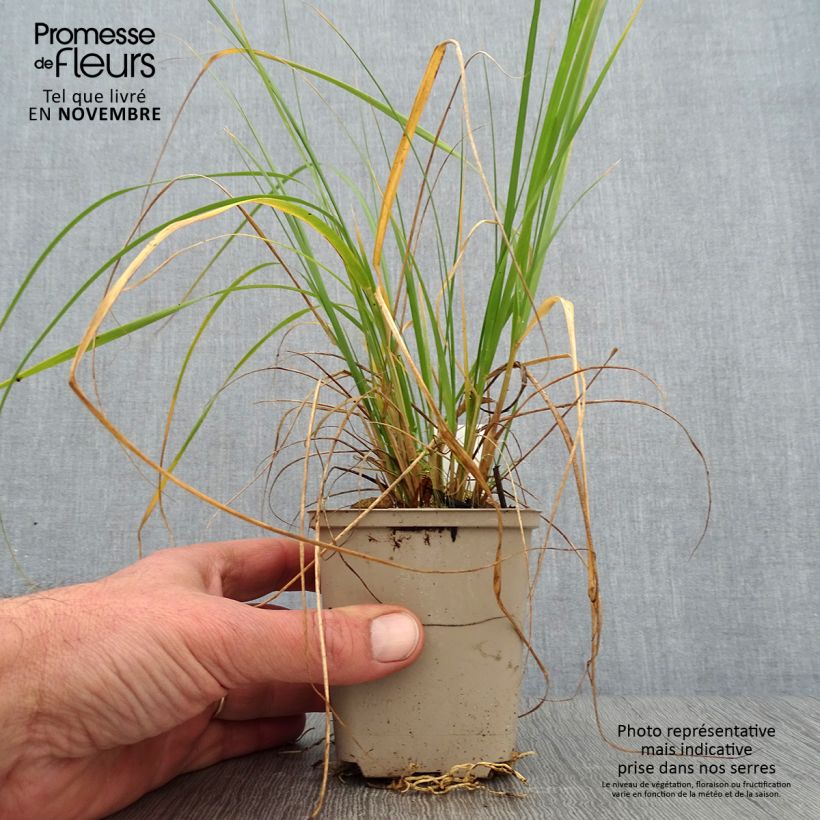 Exemplar von Muhlenbergia rigens - Amerikanisches Hirschgras Kleine Töpfe von 8/9 cm wie im Herbst geliefert
