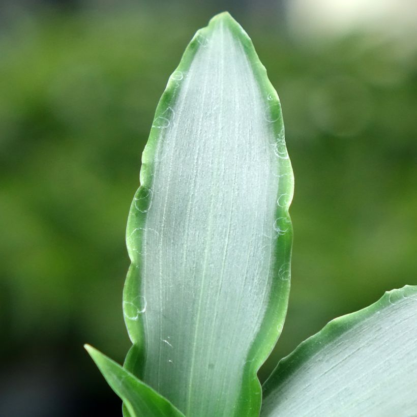 Murdannia Bright Star (Laub)