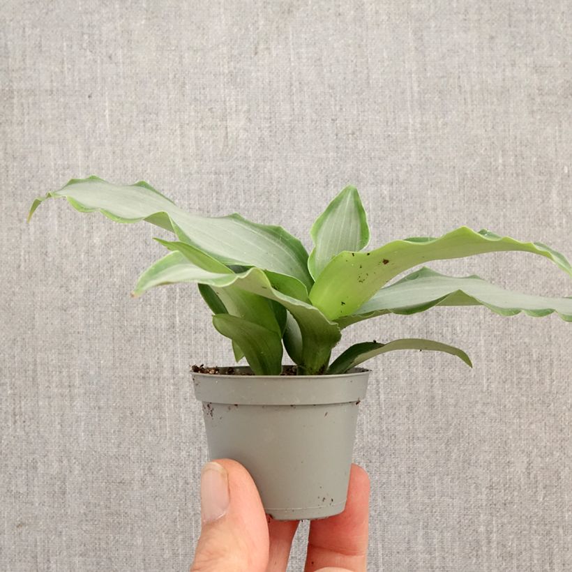 Exemplar von Murdannia Bright Star Mini-Pflanze wie im Frühjahr geliefert