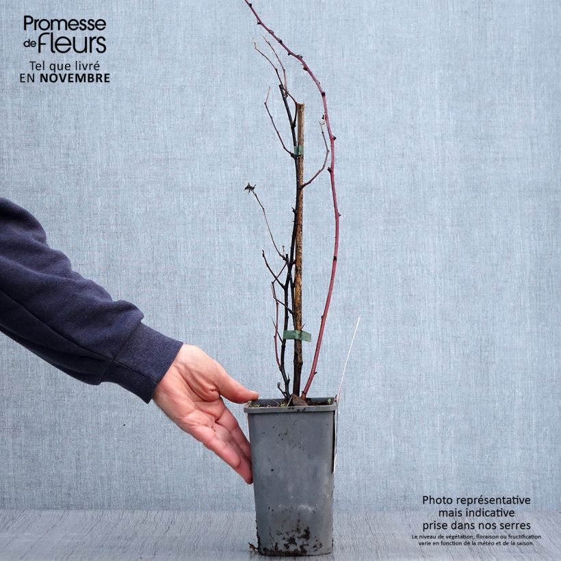 Exemplar von Brombeere Dorman Red Bio Bio - Rubus parvifolius x fruticosus Dorsett Topf mit 1,5L/2L wie im Herbst geliefert