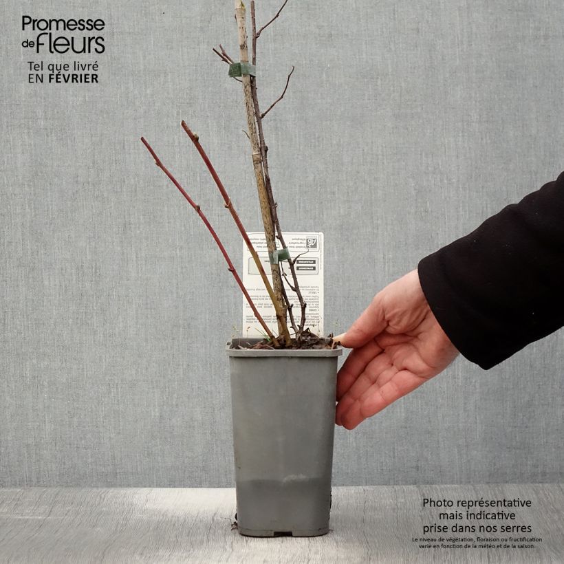 Exemplar von Brombeere Dorman Red Bio Bio - Rubus parvifolius x fruticosus Dorsett Topf mit 1,5L/2L wie im Winter geliefert