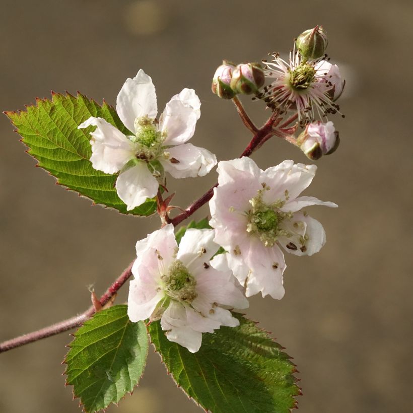 Brombeere Dirksen Bio (Blüte)