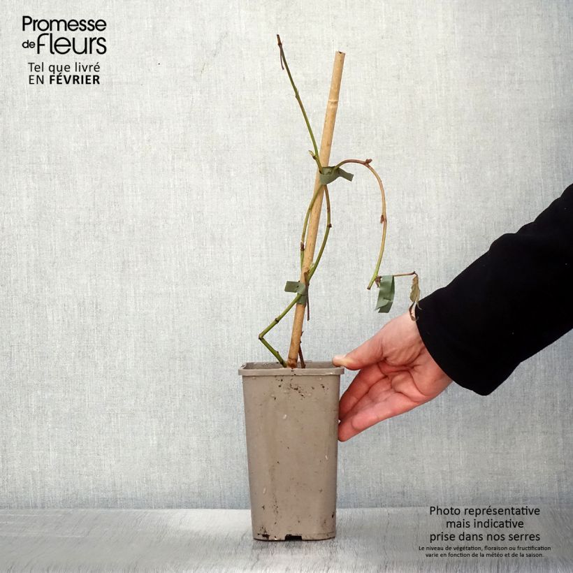 Exemplar von Brombeere Loch Maree Topf mit 1,5L/2L wie im Winter geliefert