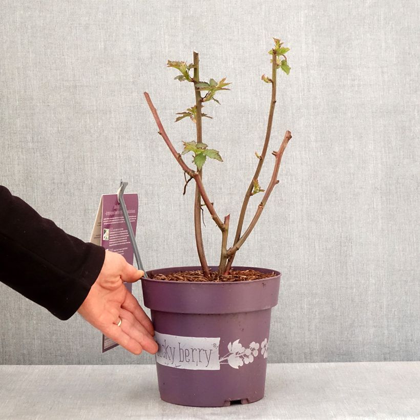 Exemplar von Rubus fruticosus Lucky Berry - Echte Brombeere Topf mit 4L/5L, Strauch/Busch, mehrstämmig wie im Frühjahr geliefert