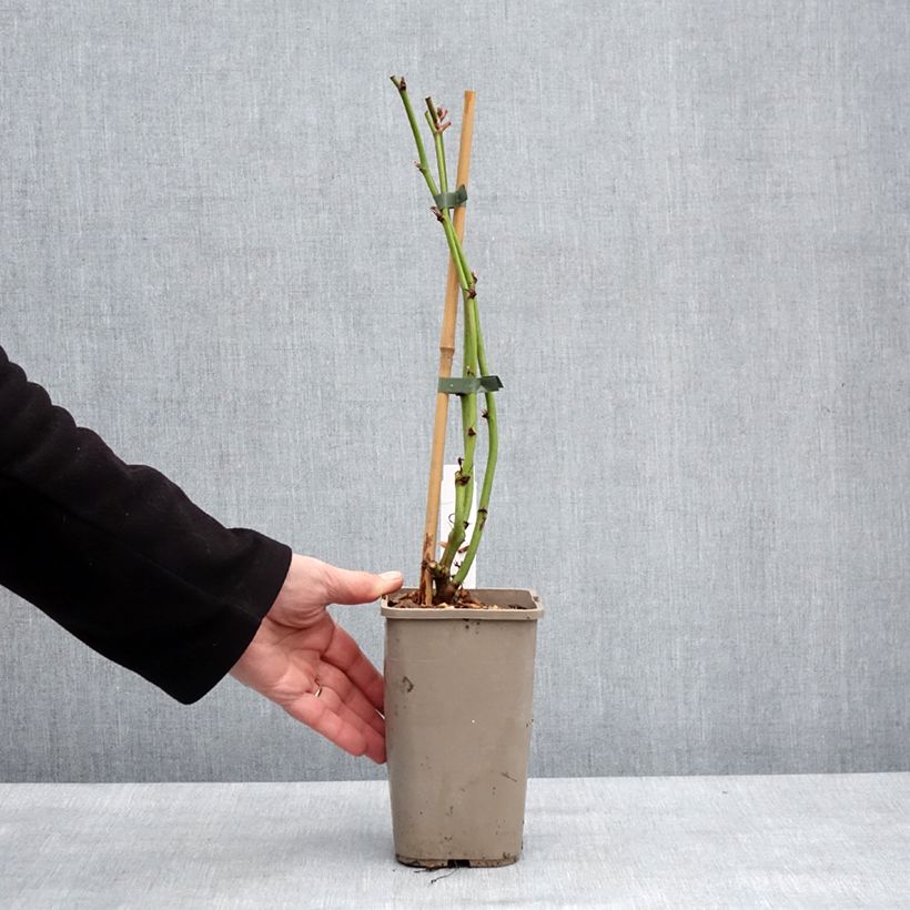 Exemplar von Brombeere Navaho The Big Easy Topf mit 1,5L/2L, Strauch/Busch, mehrstämmig wie im Winter geliefert