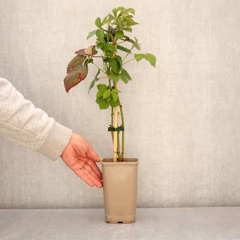 Exemplar von Brombeere Navaho The Big Easy Topf mit 1,5L/2L, Strauch/Busch, mehrstämmig wie im Frühjahr geliefert