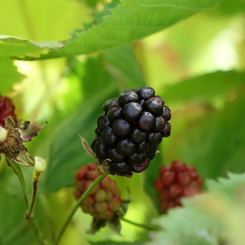Brombeere Navaho The Big Easy (Ernte)