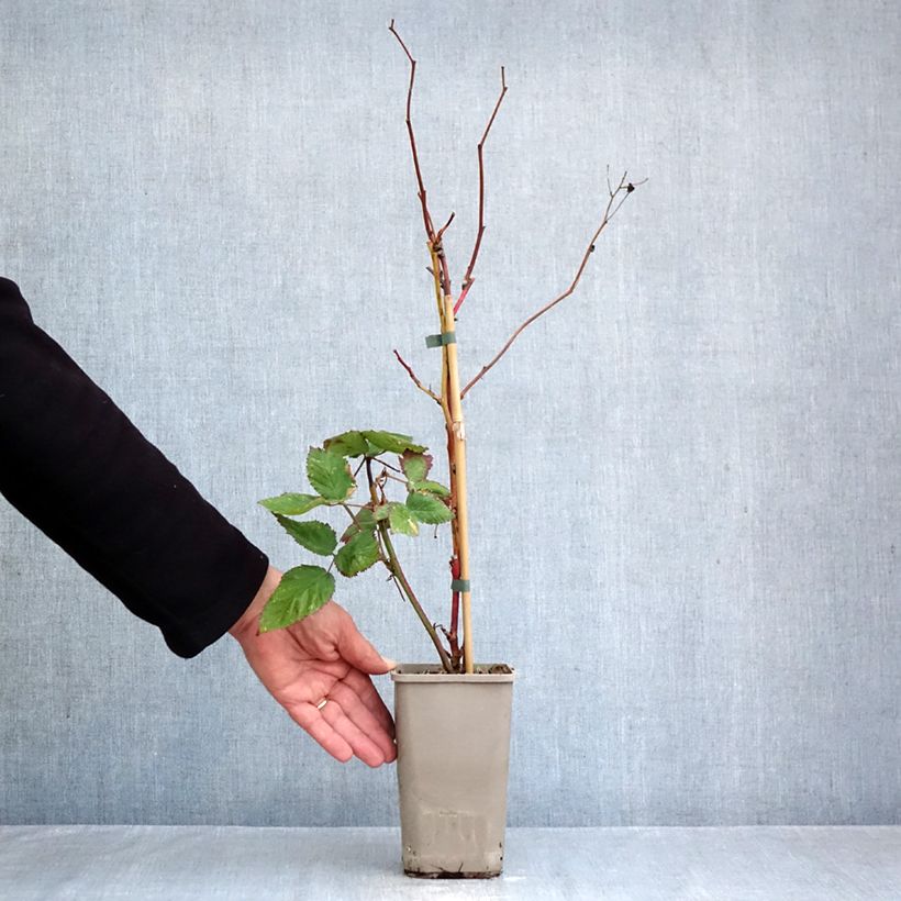 Exemplar von Brombeere Navaho The Big Easy Topf mit 1,5L/2L, Strauch/Busch, mehrstämmig wie im Herbst geliefert