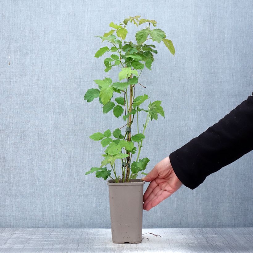 Exemplar von Brombeere Columbia Star Topf mit 1,5L/2L wie im Frühjahr geliefert