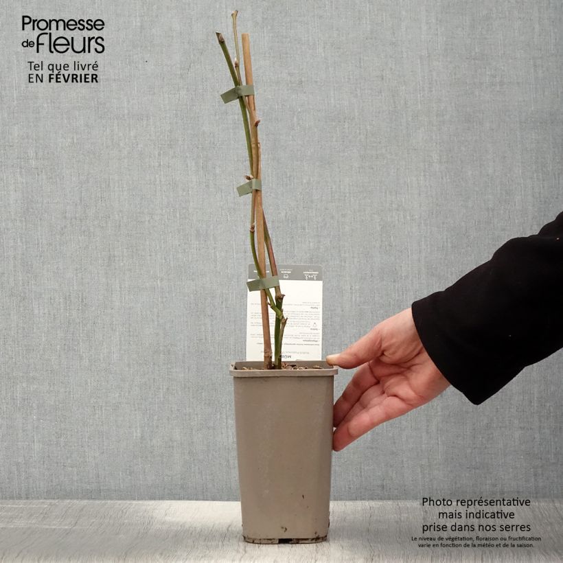 Exemplar von Brombeere Dirksen Topf mit 1,5L/2L wie im Winter geliefert