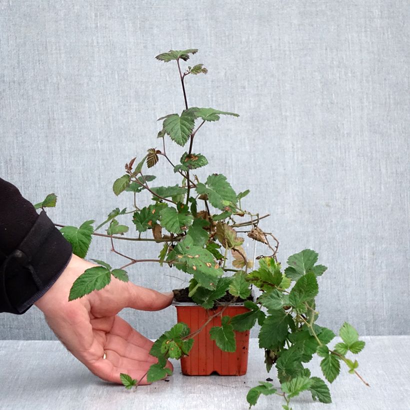 Exemplar von Brombeere Dirksen Kleine Töpfe von 8/9 cm wie im Herbst geliefert