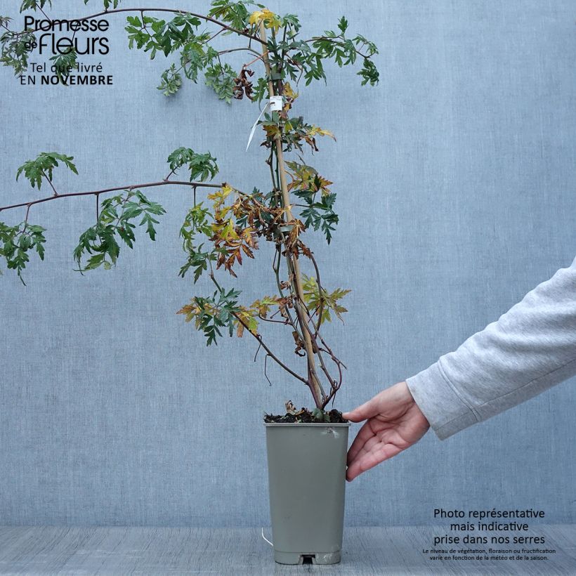 Exemplar von Brombeere Géante des jardins Topf mit 2L/3L wie im Herbst geliefert