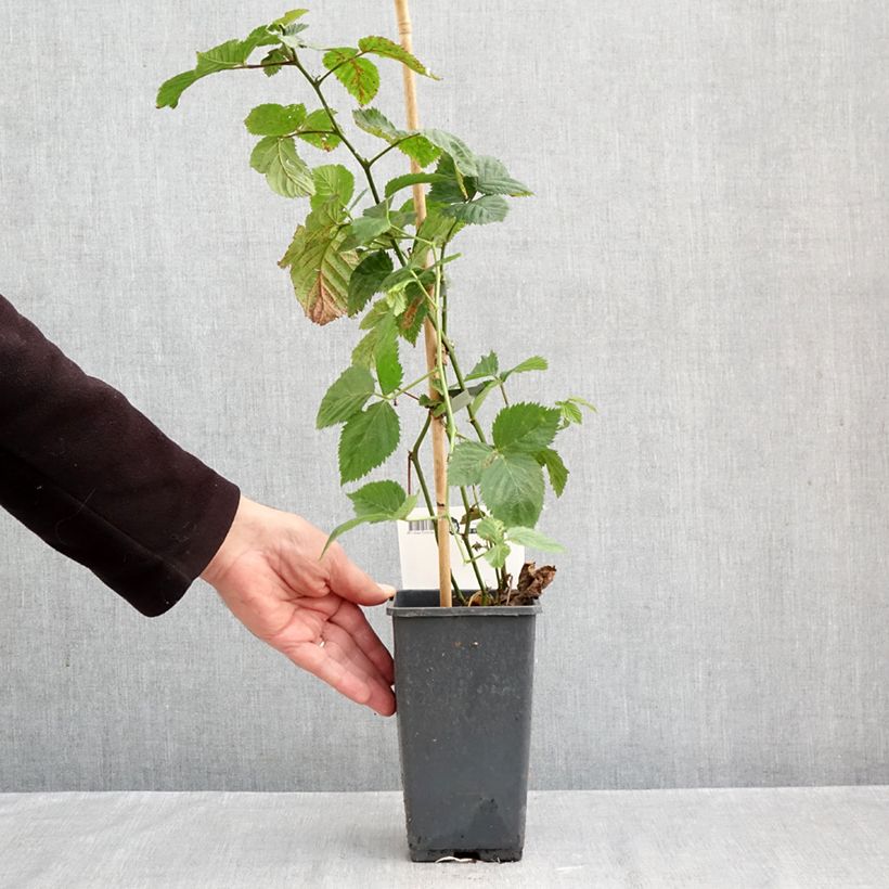 Exemplar von Brombeere Jumbo Topf mit 1,5L/2L wie im Herbst geliefert