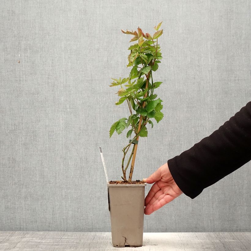 Exemplar von Brombeere Navaho Summerlong Topf mit 1,5L/2L, Strauch/Busch, mehrstämmig wie im Frühjahr geliefert