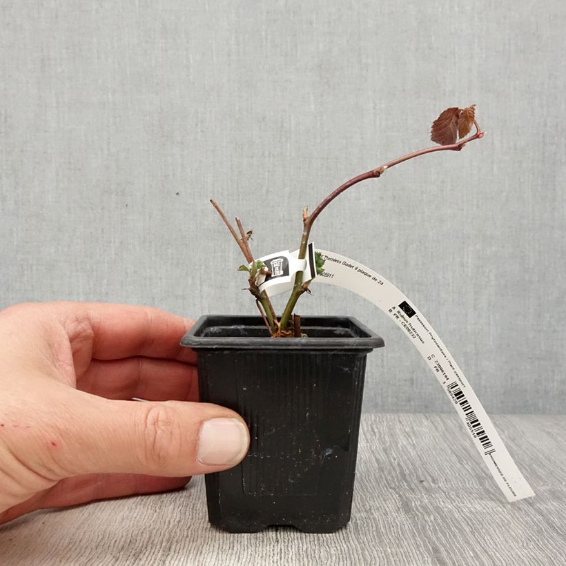 Exemplar von Brombeere Oregon Thornless Kleine Töpfe von 8/9 cm wie im Frühjahr geliefert