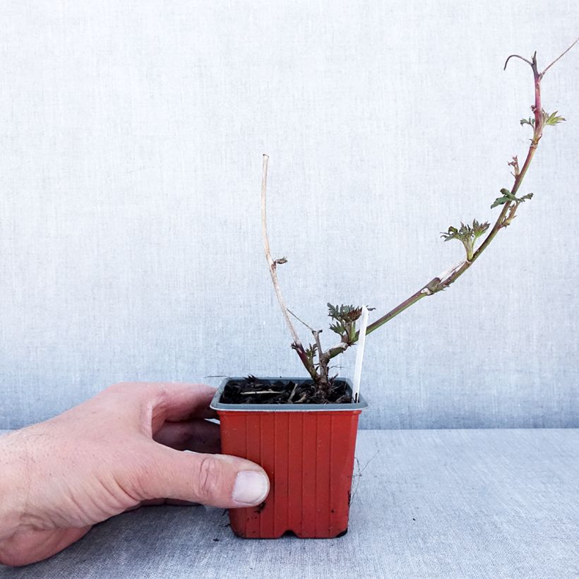 Exemplar von Brombeere Thornless Kleine Töpfe von 8/9 cm wie im Frühjahr geliefert