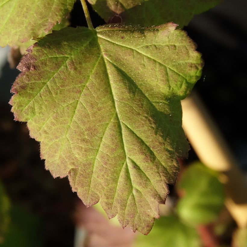 Taybeere Bounty Berry 'Yantay' (Laub)