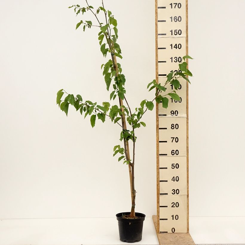 Exemplar von Maulbeere Wellington - Morus Topf mit 3L/4L, Halbstamm wie im Frühjahr geliefert