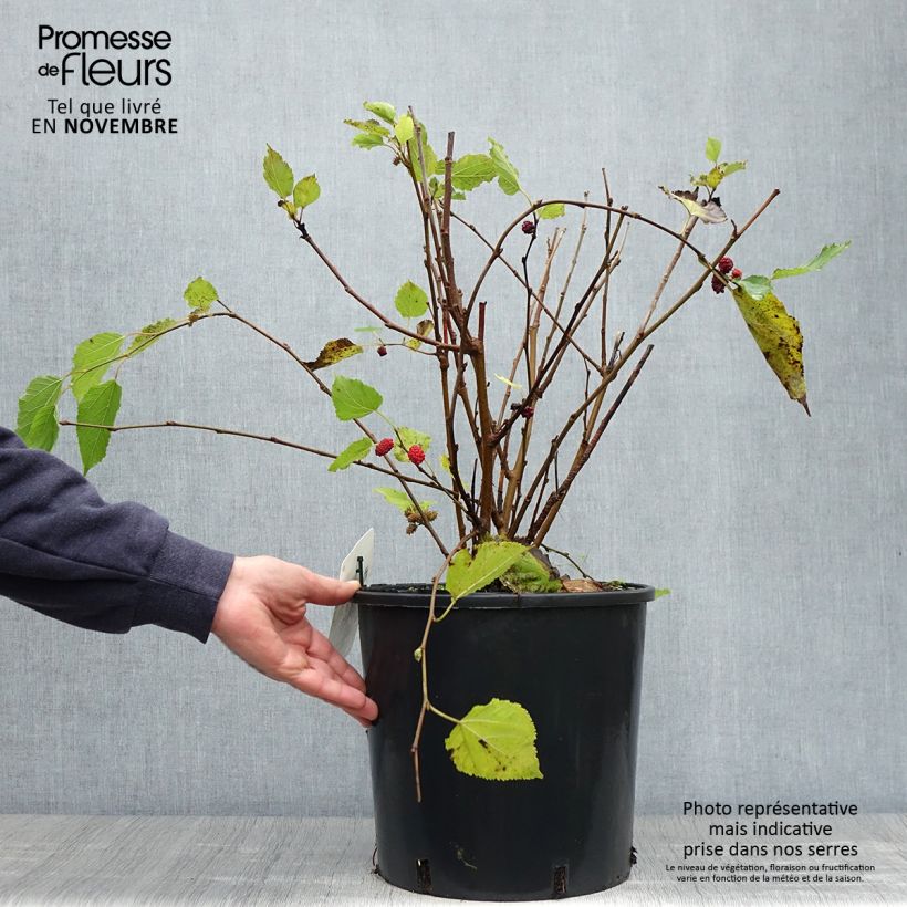 Exemplar von Zwerg-Maulbeere Bonbonberry ‘Mojo Berry’ - Morus rotundiloba Topf mit 12L/15L, Strauch/Busch, mehrstämmig wie im Herbst geliefert