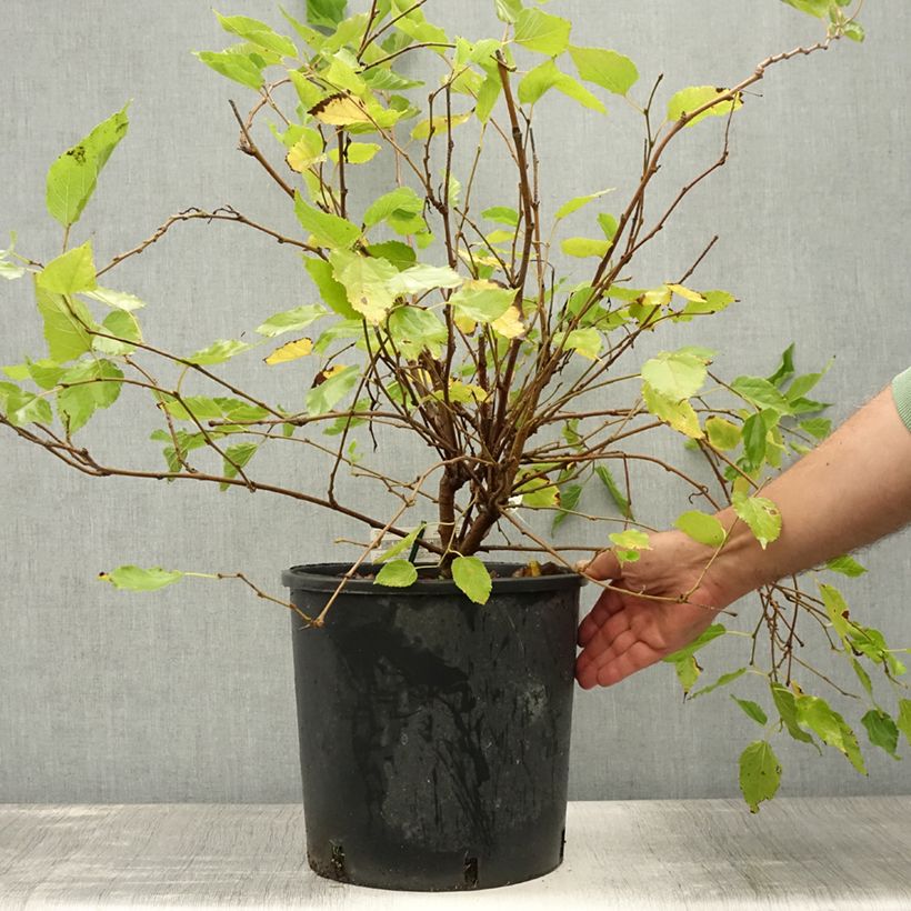 bambus fargesia wasserbedarf Nicht-ausläuferbildender Bambus Kollektion (x2) - Fargesia robusta  campbell, fargesia scabrida asian wonder