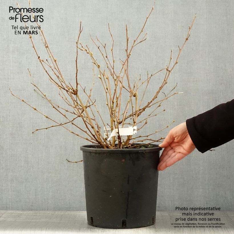 Exemplar von Zwerg-Maulbeere Bonbonberry ‘Mojo Berry’ - Morus rotundiloba Topf mit 12L/15L, Strauch/Busch, mehrstämmig wie im Frühjahr geliefert