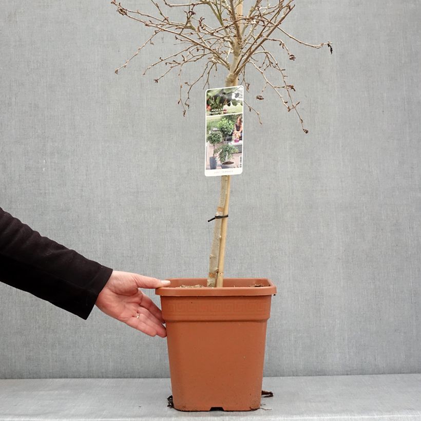 Exemplar von Zwerg-Maulbeere Bonbonberry ‘Mojo Berry’ - Morus rotundiloba Topf mit 7,5L/10L, 1/4 Stängel wie im Winter geliefert