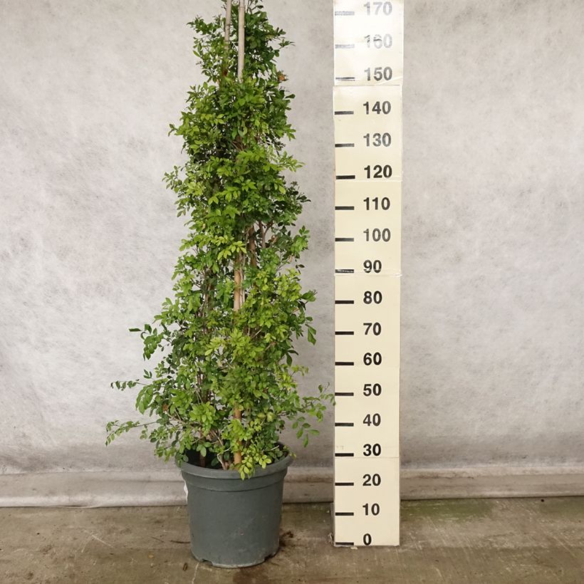 Exemplar von Murraya paniculata - Orangenraute Topf mit 12L/15L wie im Herbst geliefert