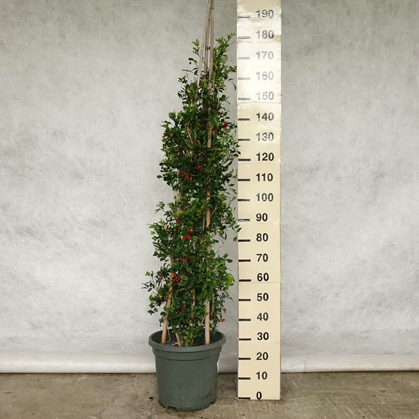 Exemplar von Murraya paniculata - Orangenraute Topf mit 12L/15L wie im Frühjahr geliefert