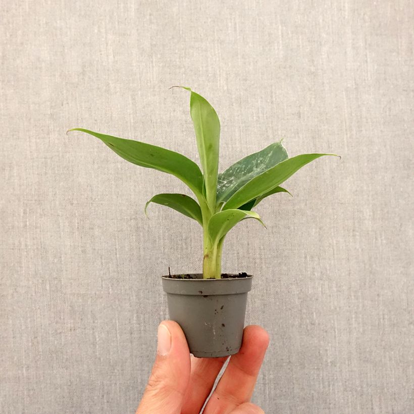 Exemplar von Musa acuminata - Zwerg-Essbanane Mini-plante wie im Frühjahr geliefert