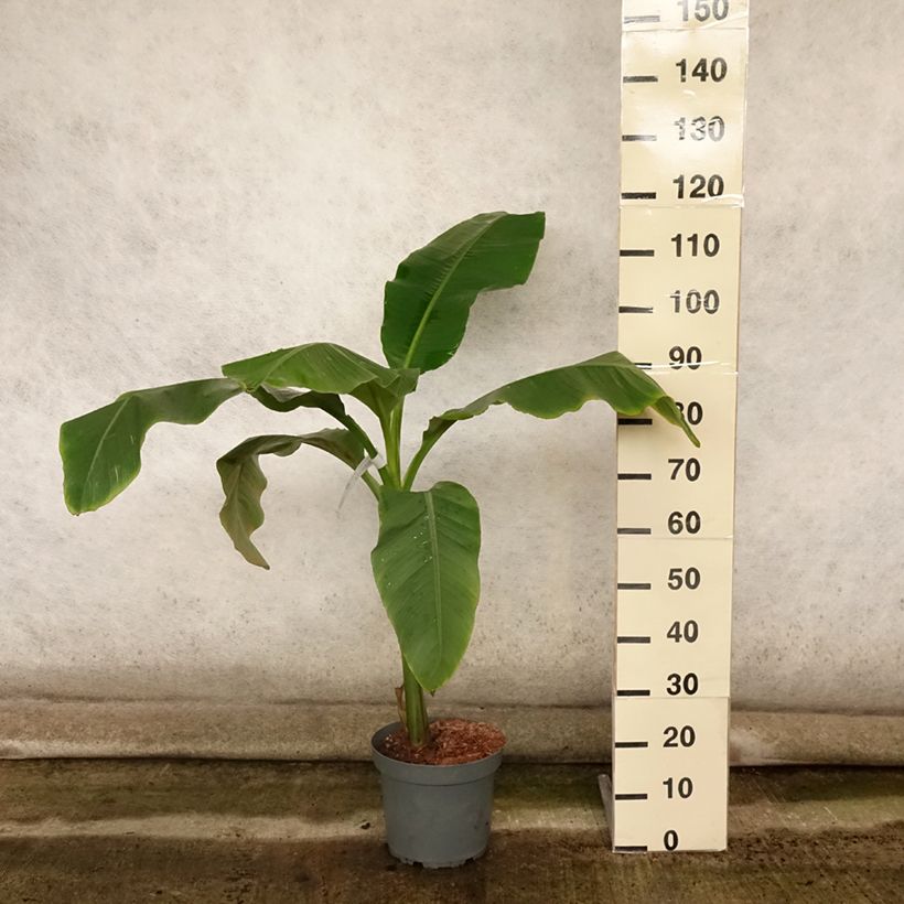 Exemplar von Bananenpflanze Dajiao - Musa Topf mit 4L/5L wie im Sommer geliefert