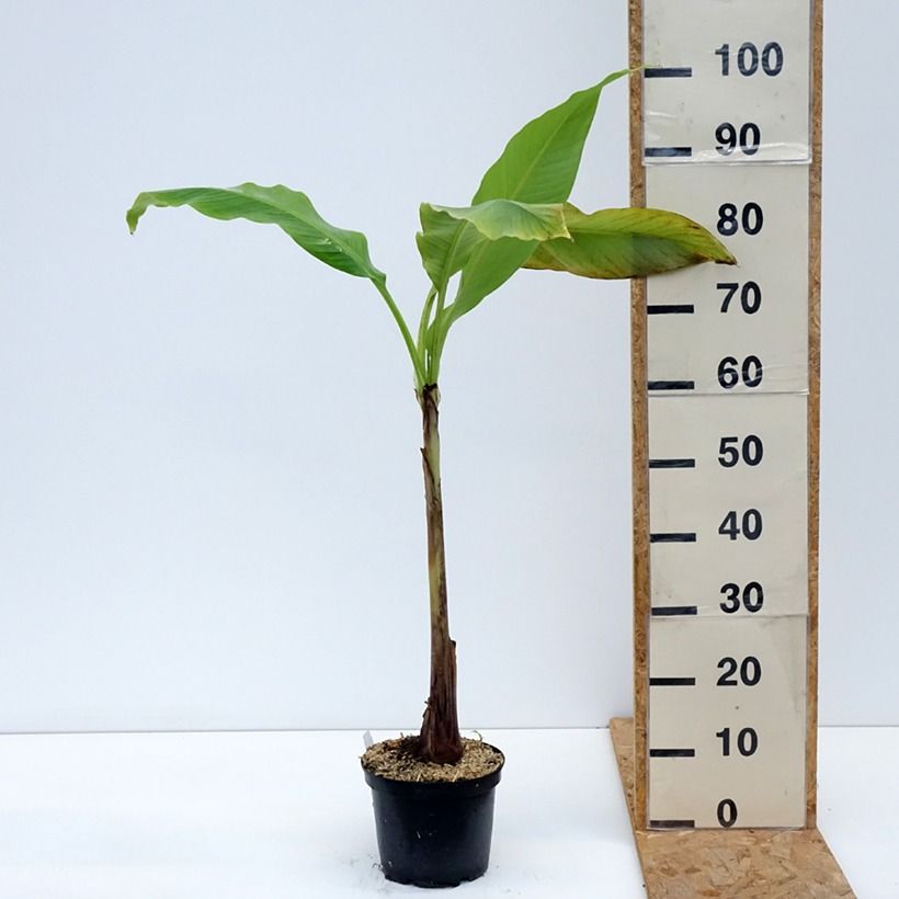 Exemplar von Musa basjoo Sakhalin - Japanische Faserbanane Topf mit 3L/4L wie im Sommer geliefert