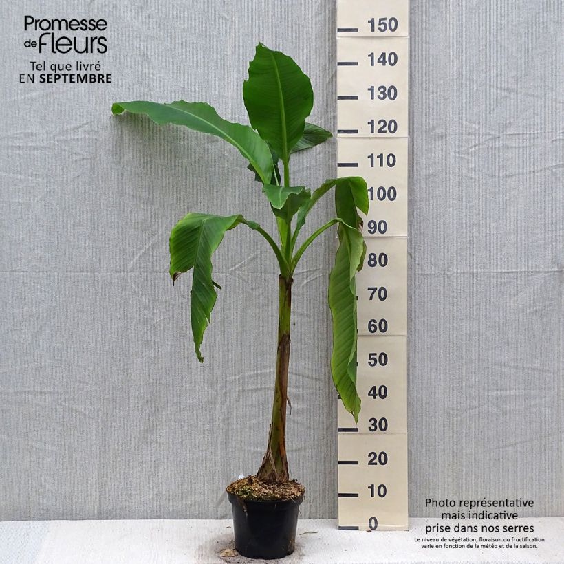 Exemplar von Musa basjoo Sakhalin - Japanische Faserbanane Topf mit 4L/5L wie im Herbst geliefert