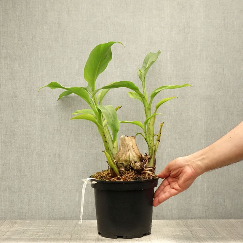 Exemplar von Musa basjoo Sakhalin - Japanische Faserbanane Topf mit 4L/5L wie im Sommer geliefert