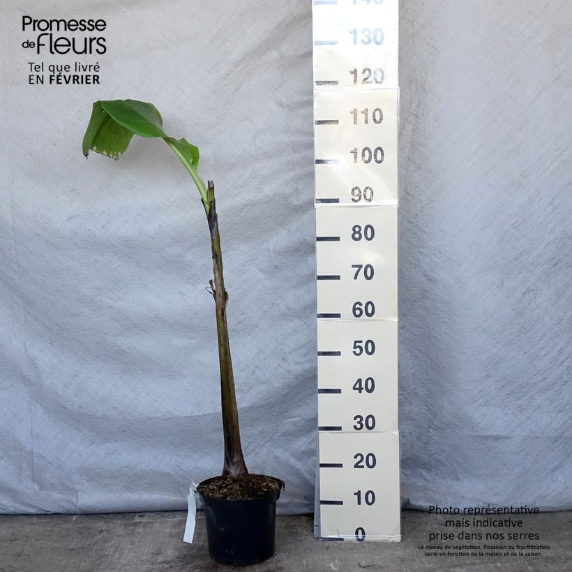 Exemplar von Musa basjoo Sakhalin - Japanische Faserbanane Topf mit 4L/5L wie im Winter geliefert