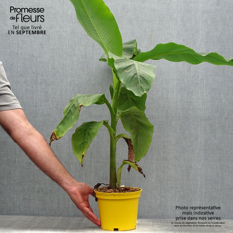 Exemplar von Musa basjoo Tchetchenia - Japanische Faserbanane Topf mit 2L/3L wie im Herbst geliefert