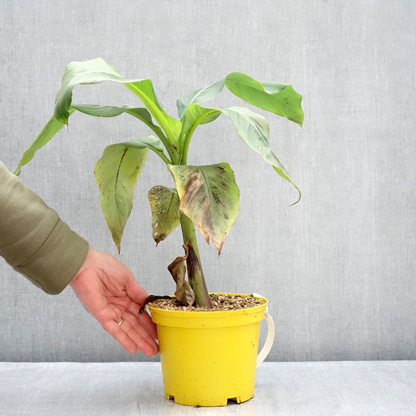 Exemplar von Musa basjoo Tchetchenia - Japanische Faserbanane Topf mit 2L/3L wie im Winter geliefert