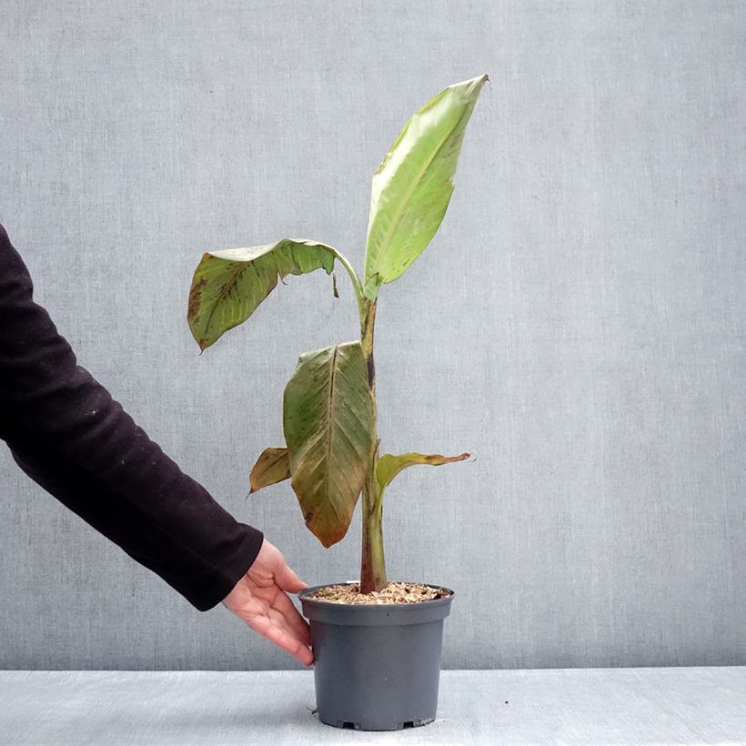 Exemplar von Musa itinerans var. xishuangbannaensis Mekong Giant - Blaue Burma-Banane Topf mit 2L/3L wie im Winter geliefert